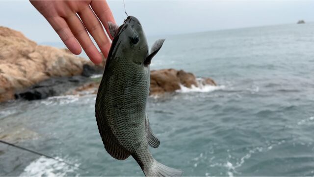 深圳海钓被问最多的是定位,今天一起分享给大家,然后看看鱼获值得来不