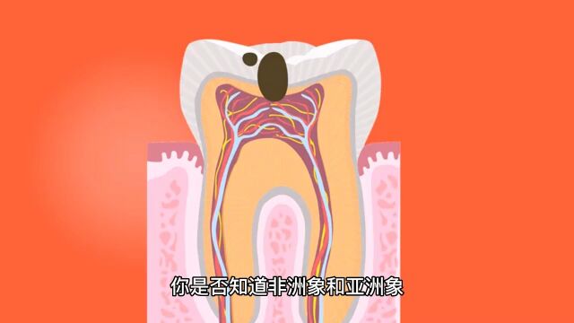 冷知识:关于大象牙齿的冷知识你知道吗?