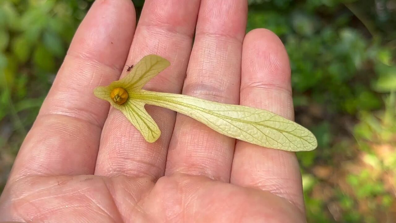 黄芪(q㭩黄芩(q㭮)黄杞(q琩分别是什么植物?杞的历史人文