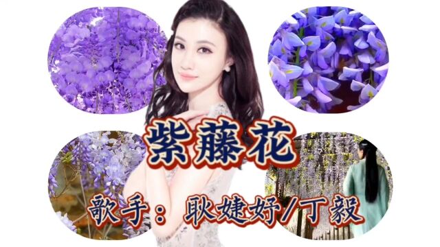 耿婕妤/丁毅演唱《紫藤花》紫藤花洁白降紫美如云霞为了献给心上人我把你轻轻采撷