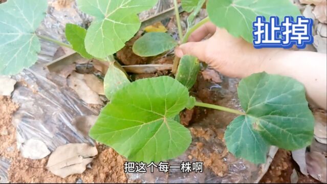 北瓜不能种得太多太密不然会长不好,小六现场教大家这样梳理