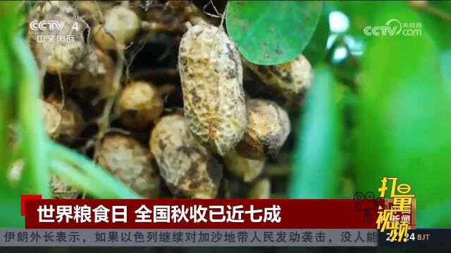 世界粮食日:中国各地一派丰收景象,全国秋粮收获已近七成