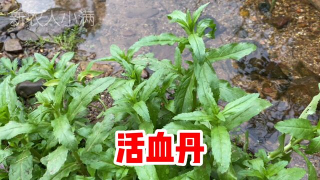 果实带虫瘿的水苦荬有什么价值呢?