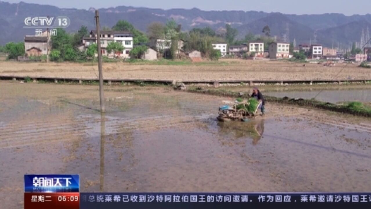 重庆垫江水稻插秧工作火热进行 高标准农田建设提升机械化水平