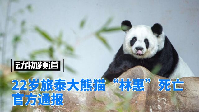 22岁旅泰大熊猫“林惠”死亡,官方通报