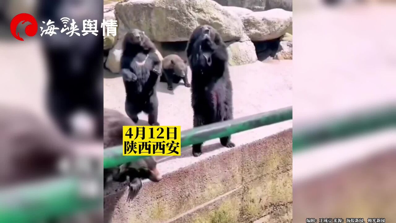 动物园黑熊向游客讨要食物,身后“熊同事”见状直接把它推下去