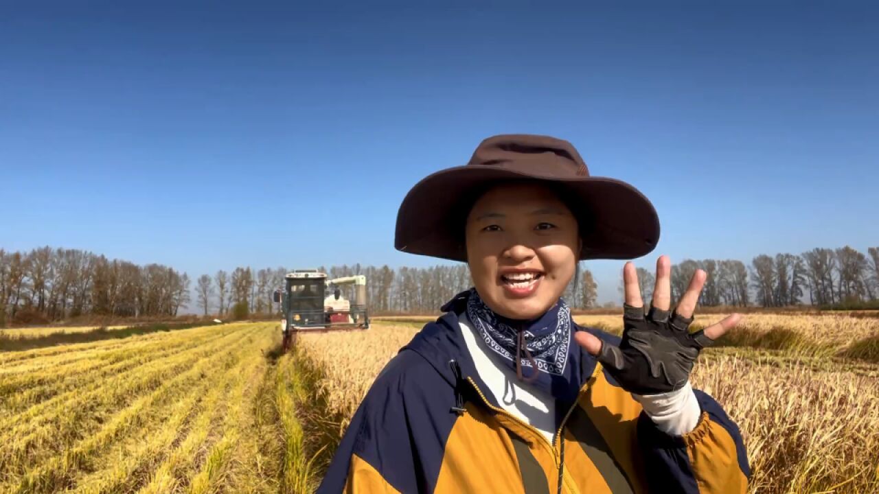 东北收秋有多忙?南方妹用短视频记录4年发现:三春赶不上一秋忙