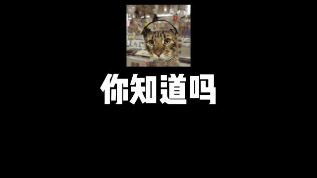 防应激神曲,猫咪安抚音乐收藏起来#萌宠#猫咪#猫咪的迷惑行为