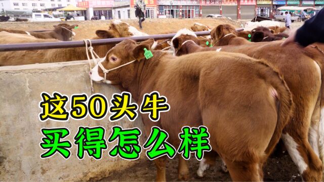 这50头牛买得怎么样?买了3个品种,教你从外表看出长势