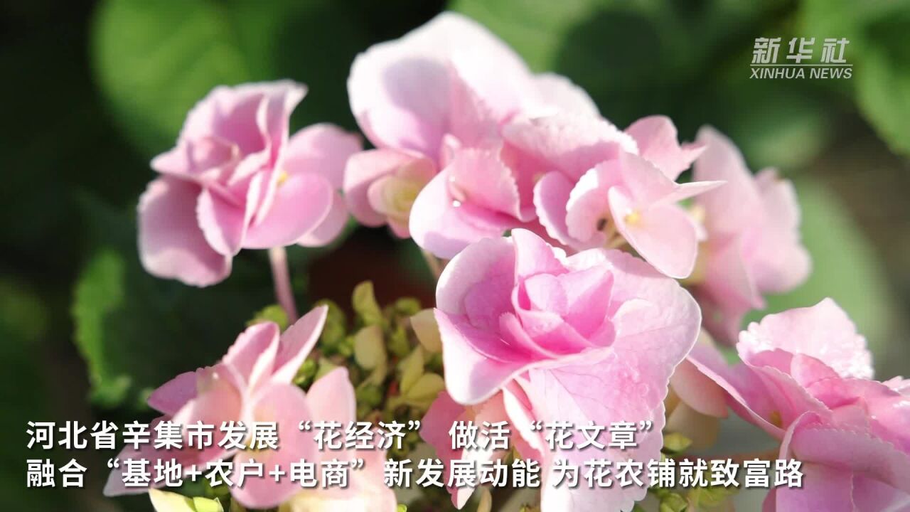 河北辛集:“花经济”助农铺就致富路