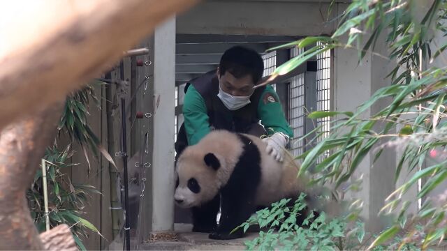 宋爷爷爬熊猫通道送福宝上班