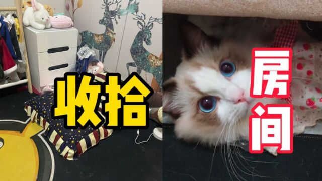 布偶猫的生活1:收拾布偶猫的房间,衣服比我还多?