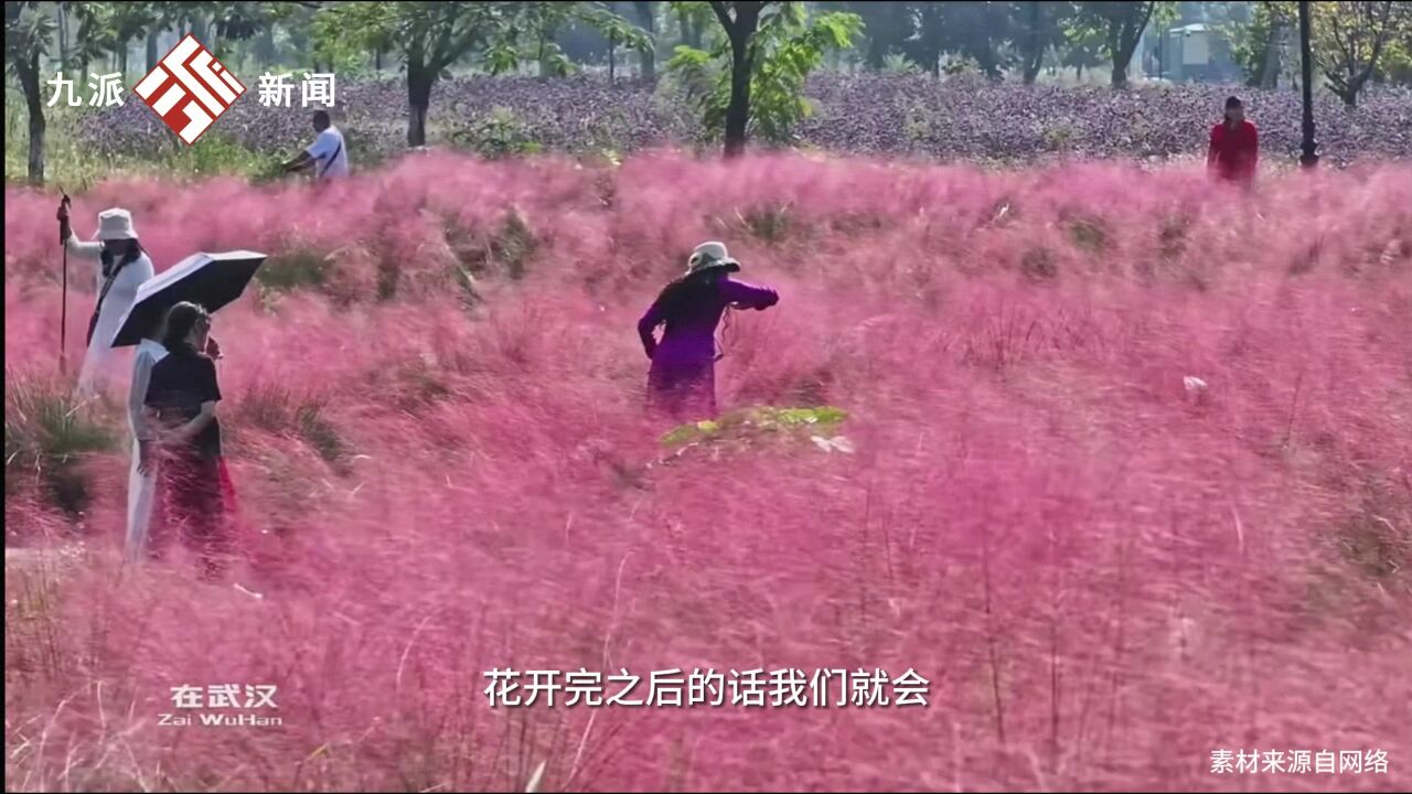 武汉汉口江滩粉黛花海绽放,来武汉看一场粉色花海,移植初期容易成片死亡需耐心照料