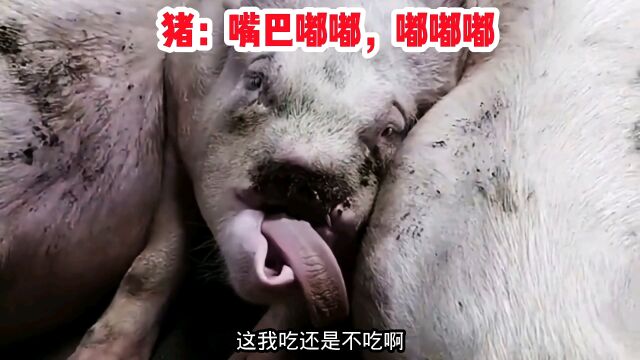 猪鼻子已经被我凉拌吃了