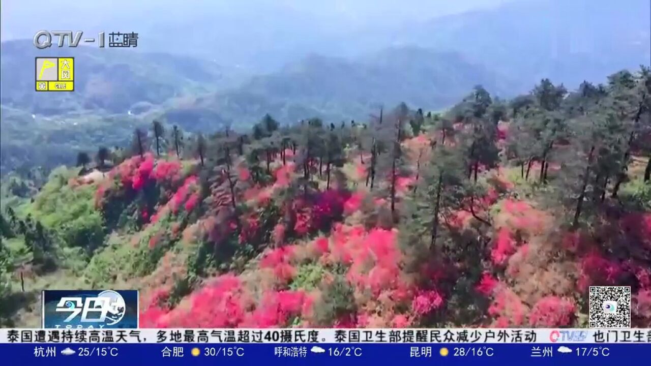 人间四月芳菲尽!谷雨过后,龙凤山漫山遍野的映山红次第盛开