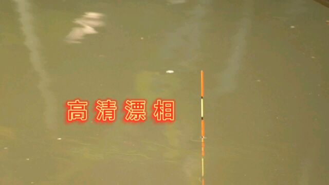 野钓:高清漂相,快乐垂钓,享受钓鱼的过程