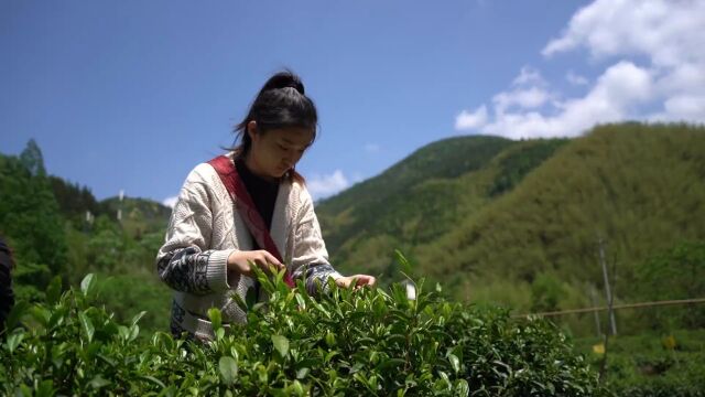 【黄山市域边界行】第二站:走进聂家山