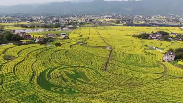 好消息!垫江被列入2023年全国油菜单产提升整建制推进县