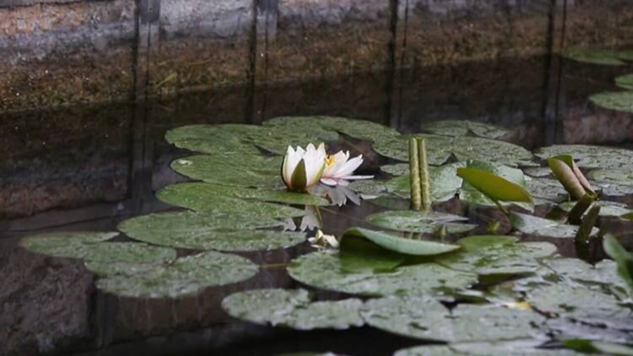 邹平:万物并秀 立夏时节好风光