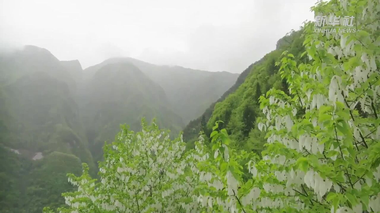 重庆巫溪:国家一级保护植物珙桐花开 似“白鸽”翻飞