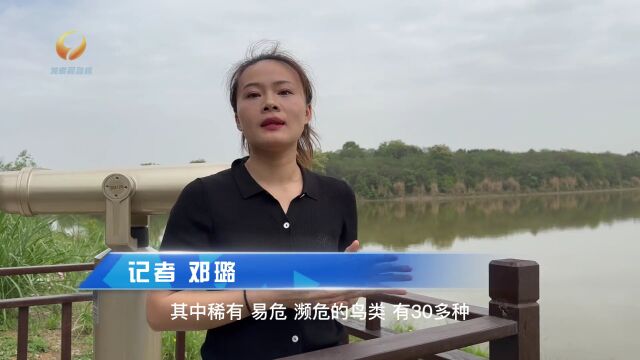 打卡环城生态区丨青龙湖湿地公园:城市里的“观鸟天堂”