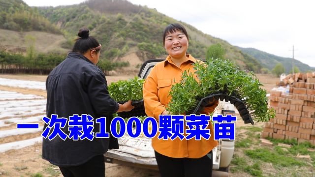 1000多颗菜苗一次栽,忙完给家人做肉末酱拌面吃,期待今年大丰收