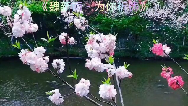 经典歌曲~为你祈祷