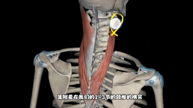 每日一肌,推拿必学肌肉,头夹肌、颈夹肌解析