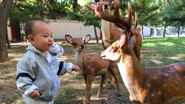 萌宝爱动物:小区里有仿真梅花鹿大熊猫雕塑,萌宝喜欢亲近它们