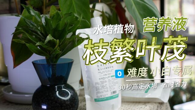 选对营养液会让水培植物枝繁叶茂