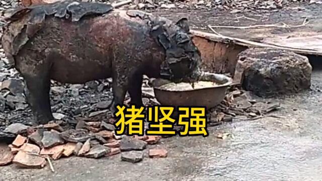 坚强的小猪