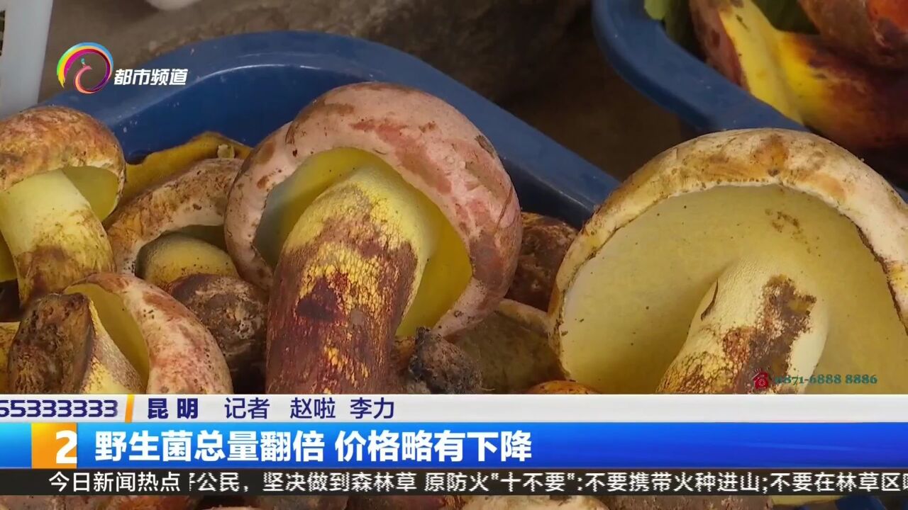 野生菌总量翻倍 价格略有下降