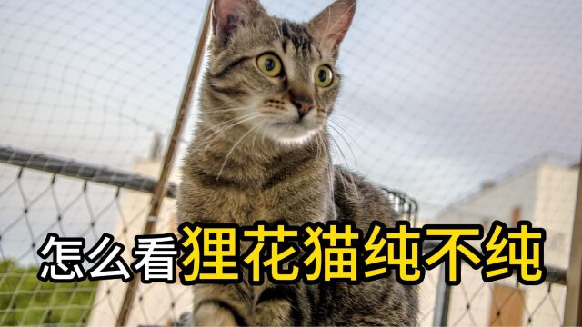 怎么判断狸花猫纯不纯,主要看这四点