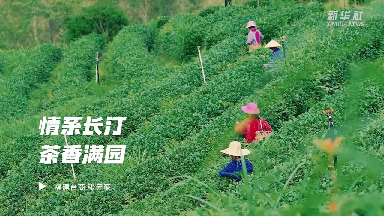 台商张元豪:情系长汀 茶香满园