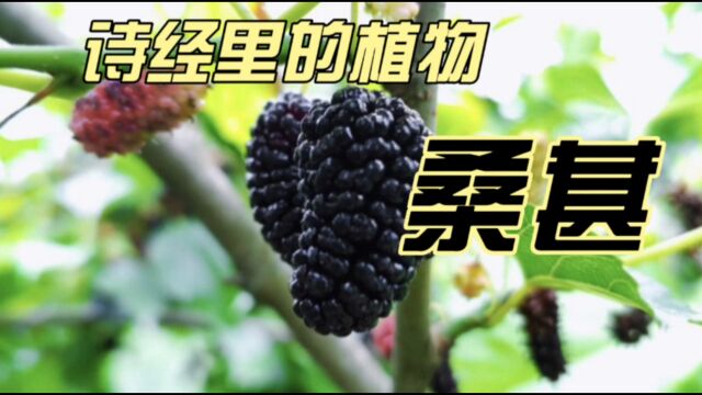 诗经里的植物桑葚,你吃过吗?它在诗经里代表什么?