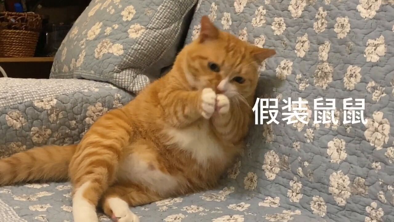 橘猫申请加入不正常猫猫协会