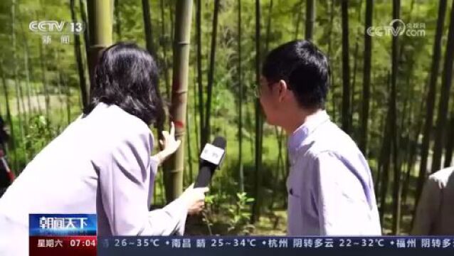 “两山”高效转化富民增收 竹产业全产业链发展焕发新活力