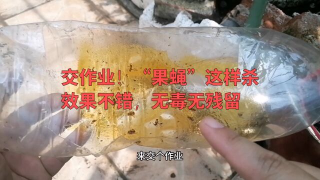 交作业!“果蝇”这样杀效果不错,无毒无残留