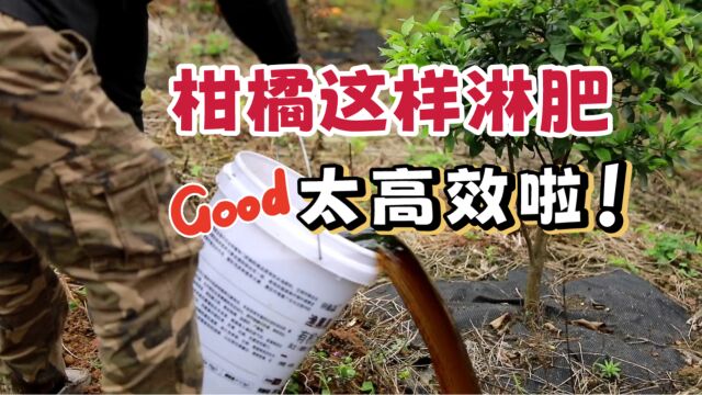 柑橘用肥方案“快省利”,直淋免开沟,简单高效!