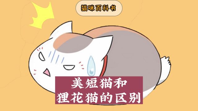 美短猫和狸花猫区别,你知道多少呢?