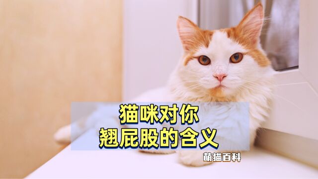 猫咪对你“翘屁股”的4个含义,可别忽视了!