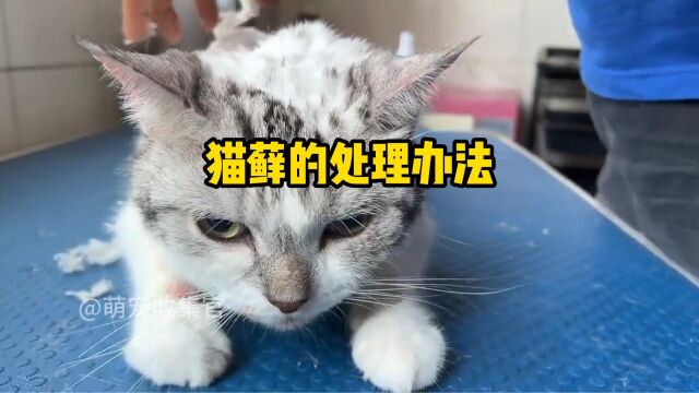 自家猫主子有猫藓了应该怎么办?铲屎官可以看这里!