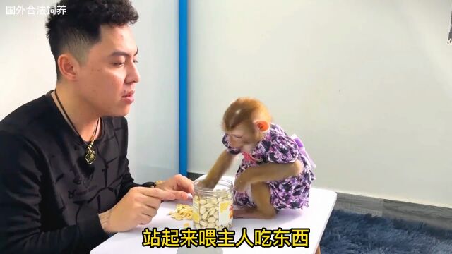 你见过喂主人吃东西