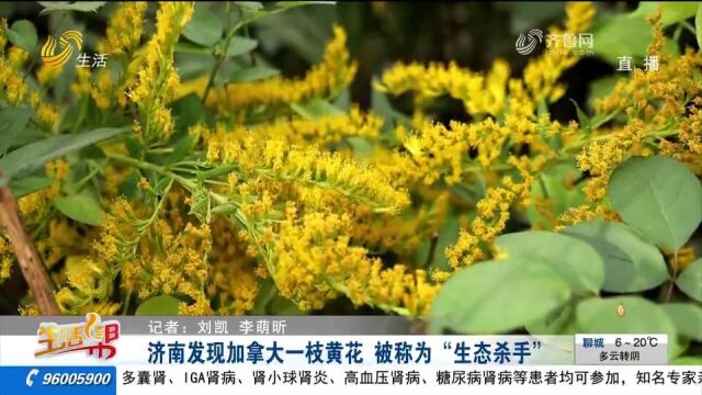 “生态杀手”!济南发现加拿大一枝黄花,一株可形成2万多粒种子