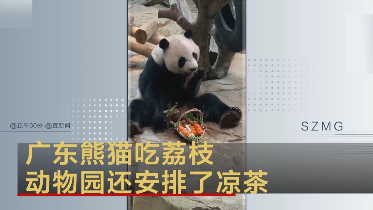 广东熊猫吃荔枝 动物园还安排了凉茶