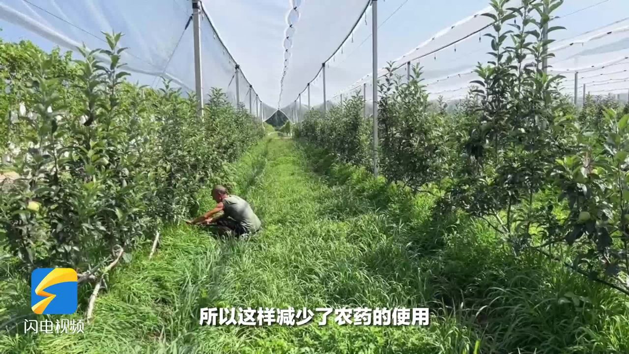 早熟丰产耐储存 苹果新品种“鲁丽”填补种质资源空白