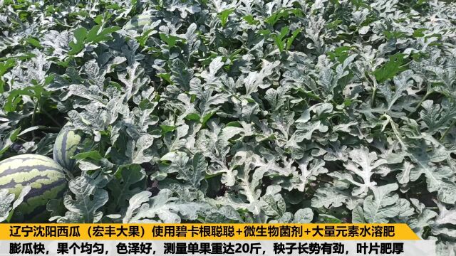 水溶肥品牌辽宁沈阳西瓜(宏丰大果)使用碧卡水溶肥果个均匀,色泽好,测量单果重达20斤,秧子长势有劲,叶片肥厚