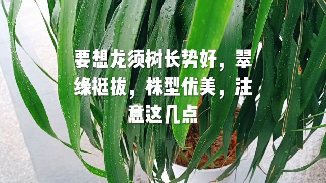 要想龙须树长势好,翠绿挺拔,株型优美,注意这几点