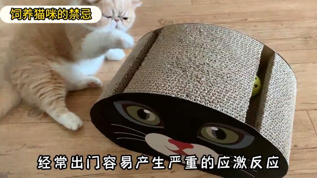 养猫的4大禁忌,新手养猫千万要注意!