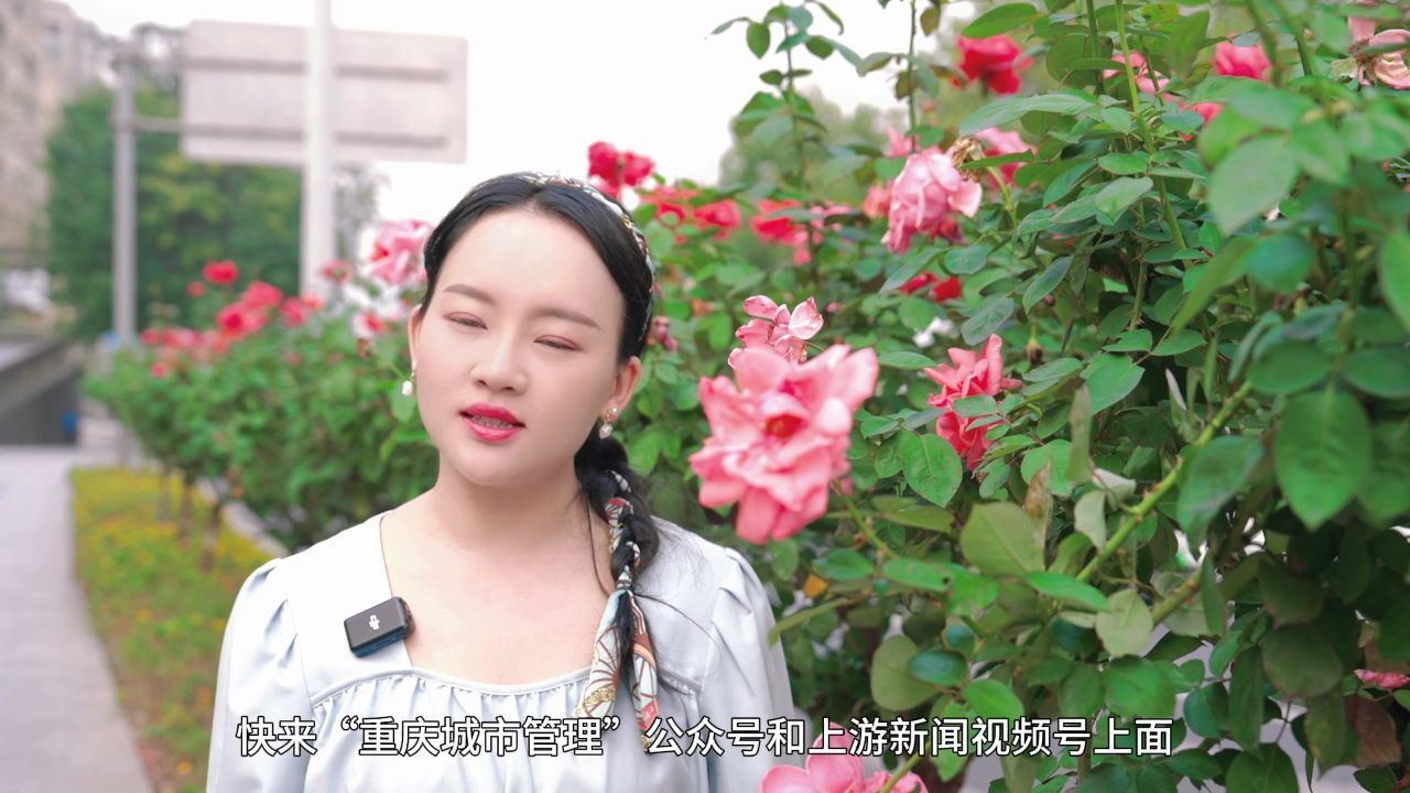 美丽重庆“花名册”|树状月季:花比脸大 给你四季的浪漫